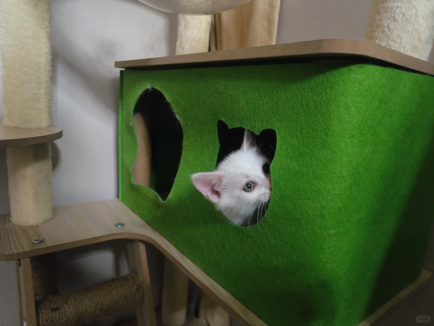上海小奶猫找领养 求顶帖