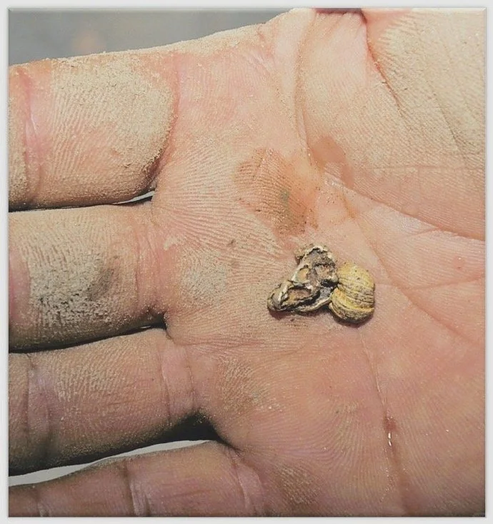 金沙江的“金”就是黄金的金