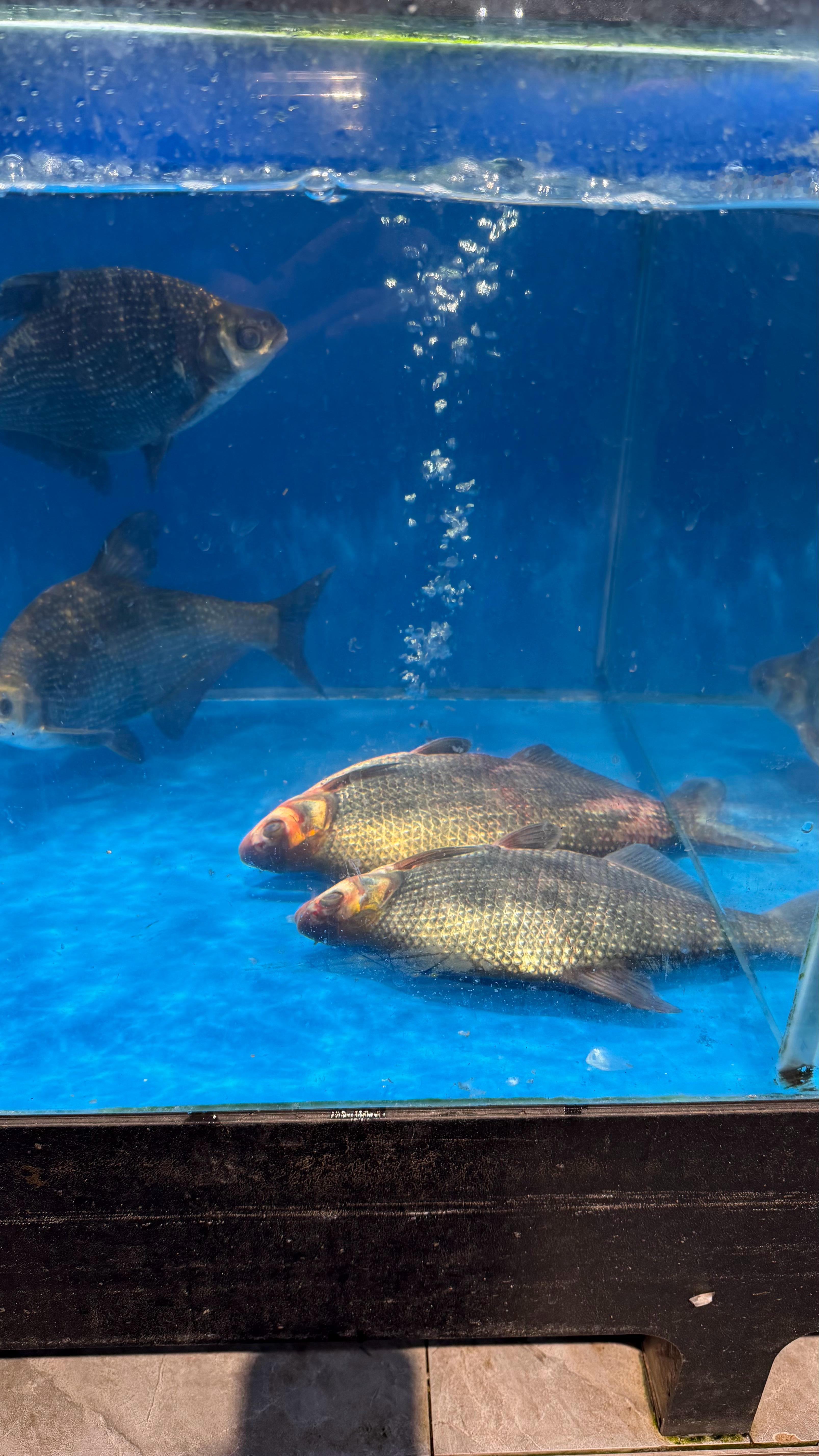 没看到便宜车型的规划小米汽车小米汽车