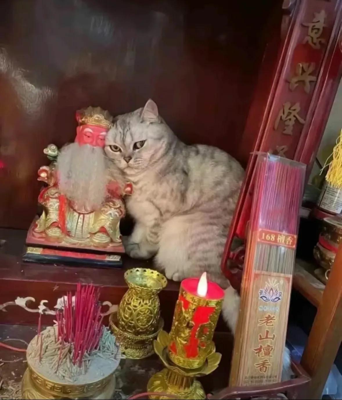 猫：说吧，你想求啥
啊哈哈哈哈哈哈哈哈哈哈哈哈哈哈哈哈哈哈哈哈哈哈哈哈哈哈哈哈