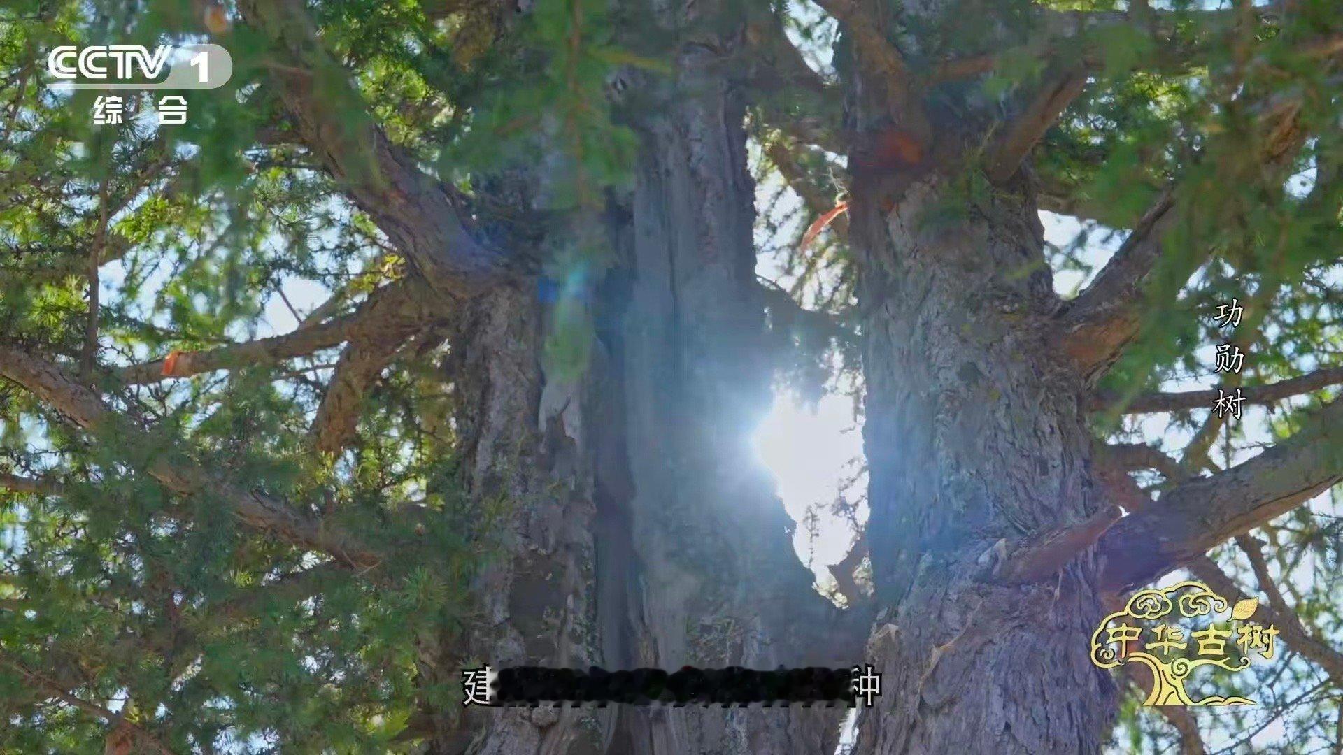 140岁落叶松救活一片荒漠一棵百岁树也能教人种树面对一片荒漠，人们说这里种不活树