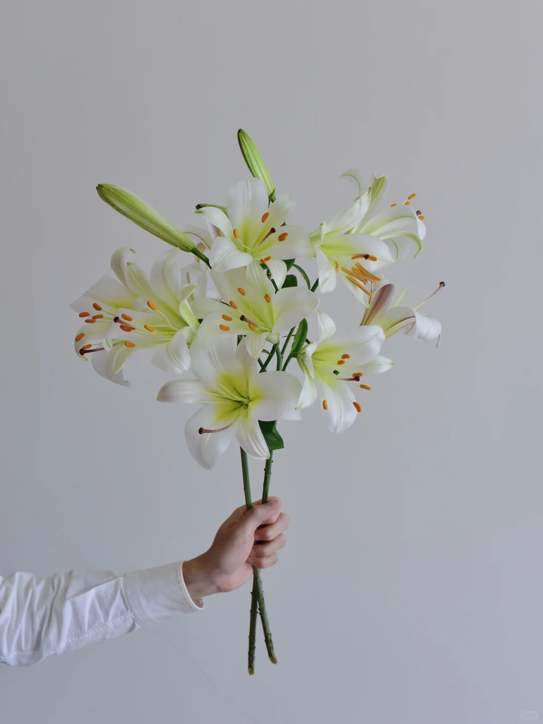 百合·留声机树