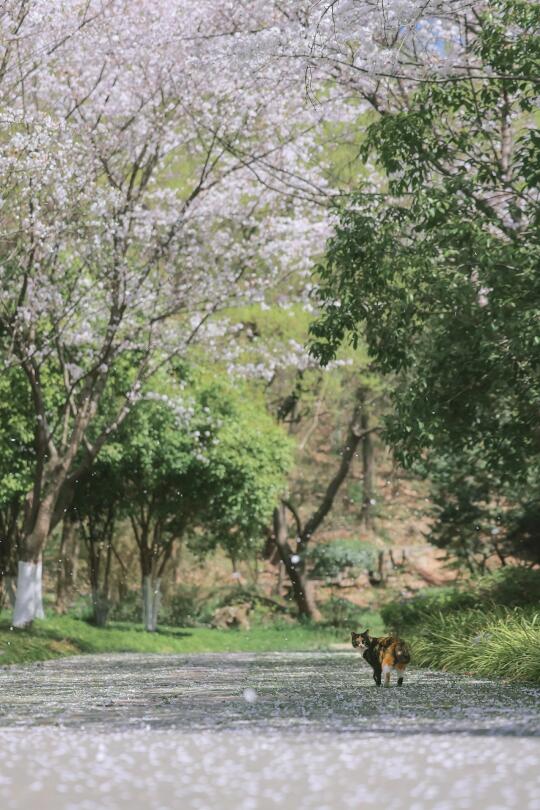 淋了一场樱花雨