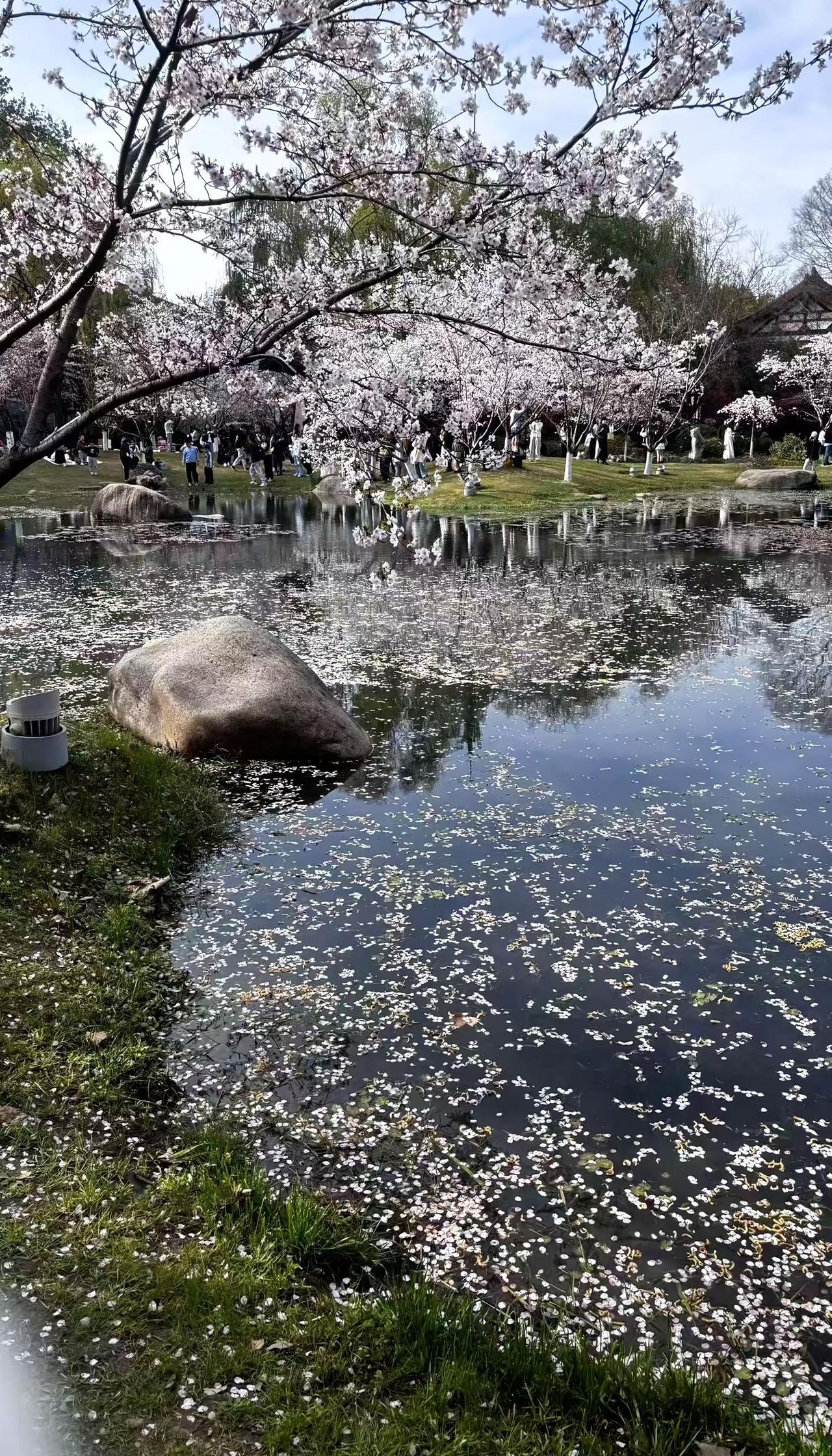 南京天气好不好 你好不好樱花
