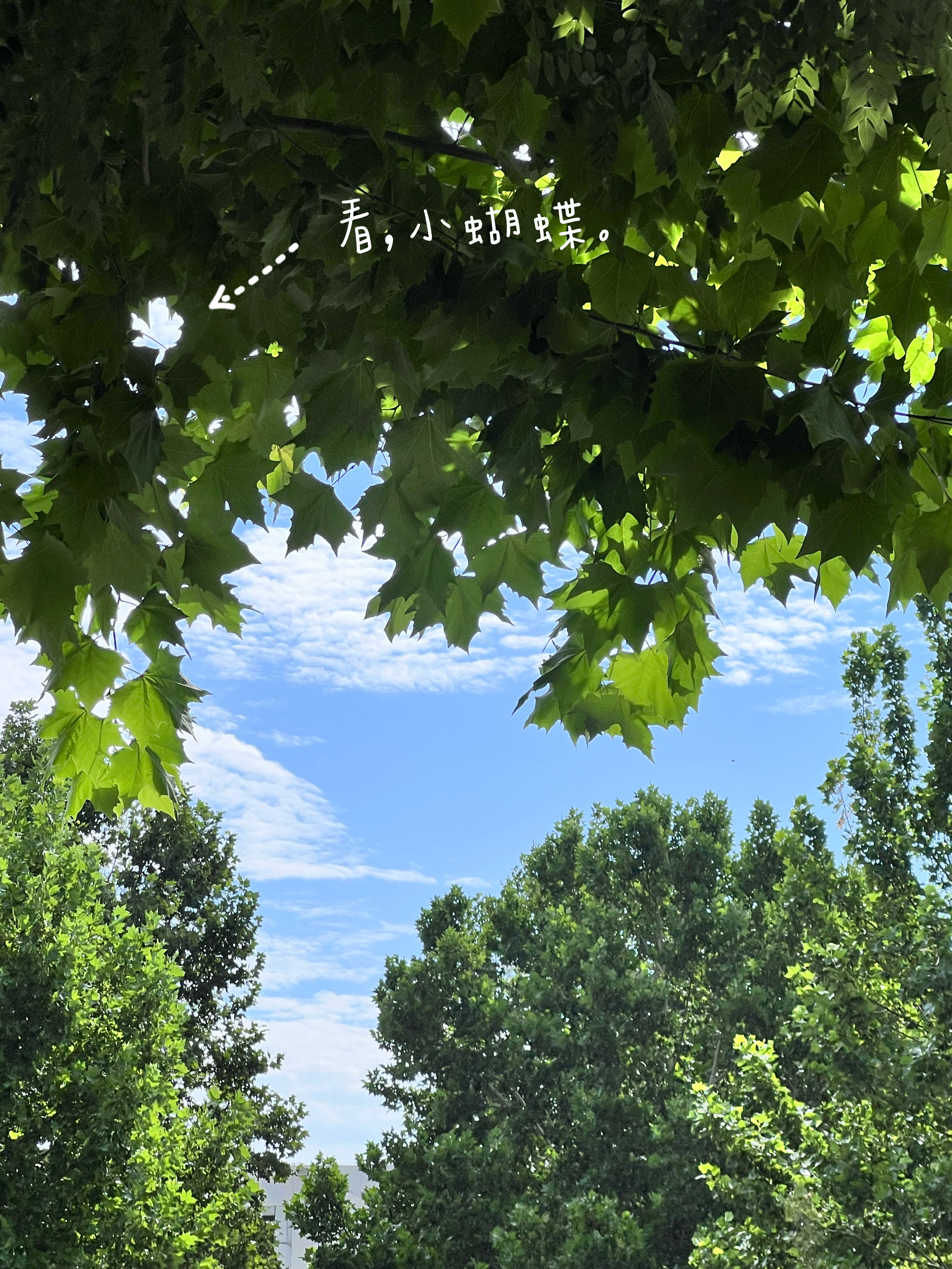 拍了张照片，树叶缝隙的轮廓好像一只小蝴蝶。 