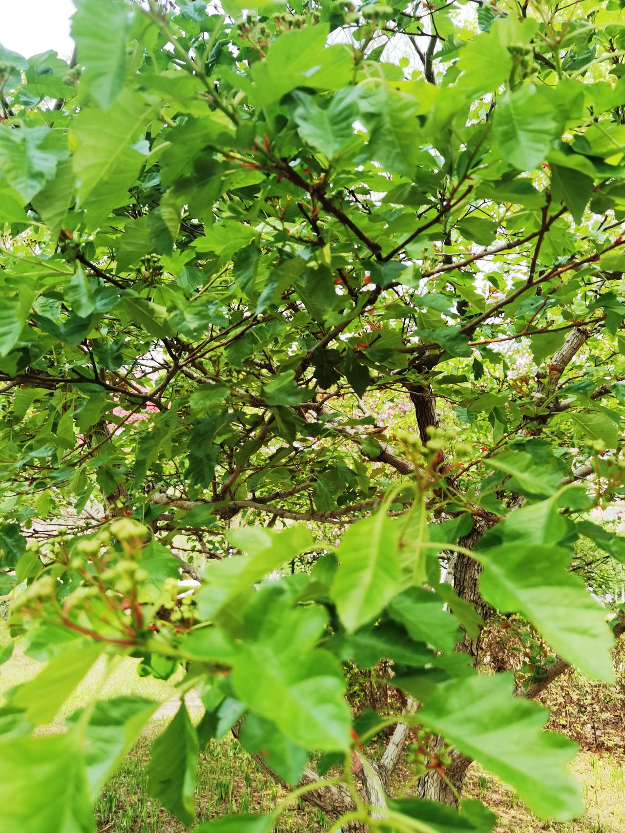 山楂树上已经长出了山楂，挺多，也挺好看。