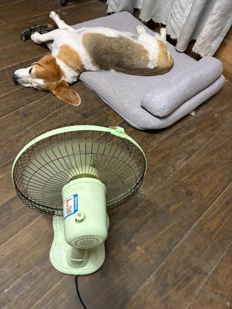 我朋友给钱钱买的风扇