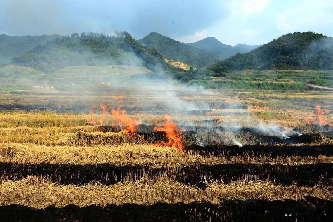 每年的秋收农忙过后，地里留下的满地秸秆的处理问题，却总能引起不小的争论。前一段时