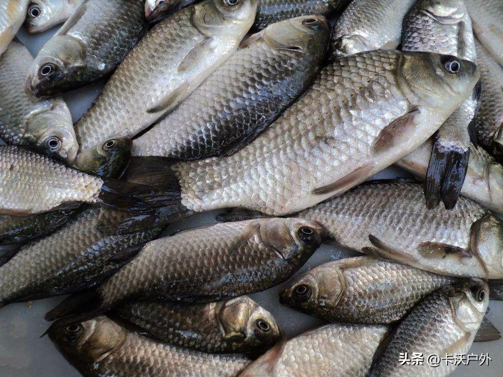 什么样的雨天适合野钓?

在野钓时，选择合适的雨天至关重要，它能极大地影响钓鱼效