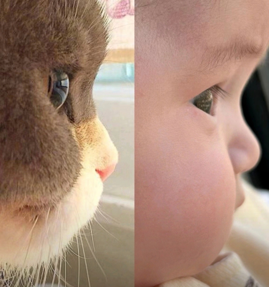 小宝宝vs小猫猫 ​​​