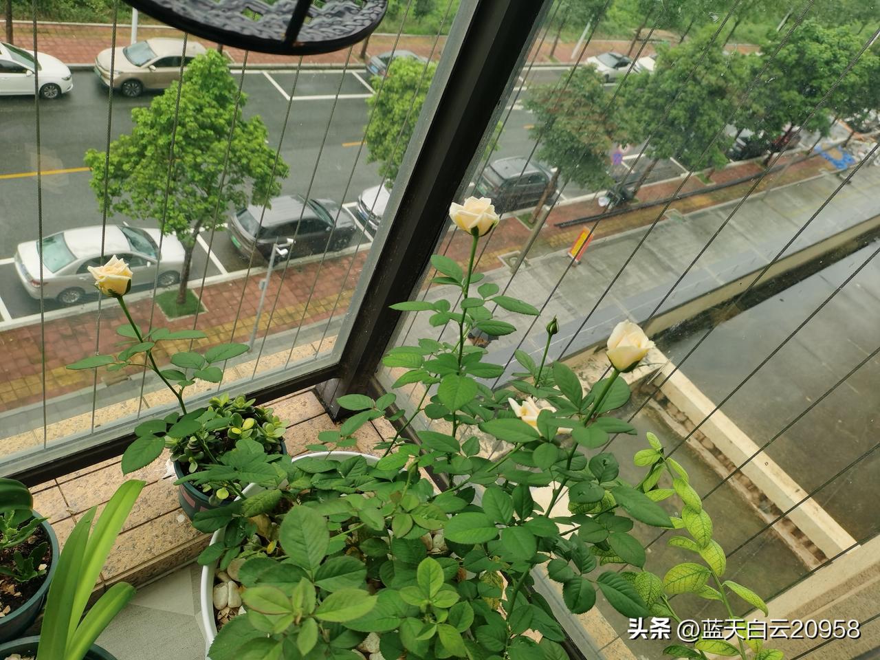 小区有个女人爱诉苦，跟谁聊天都聊她的悲惨经历，大家都知道她17岁就跟了她老公，大