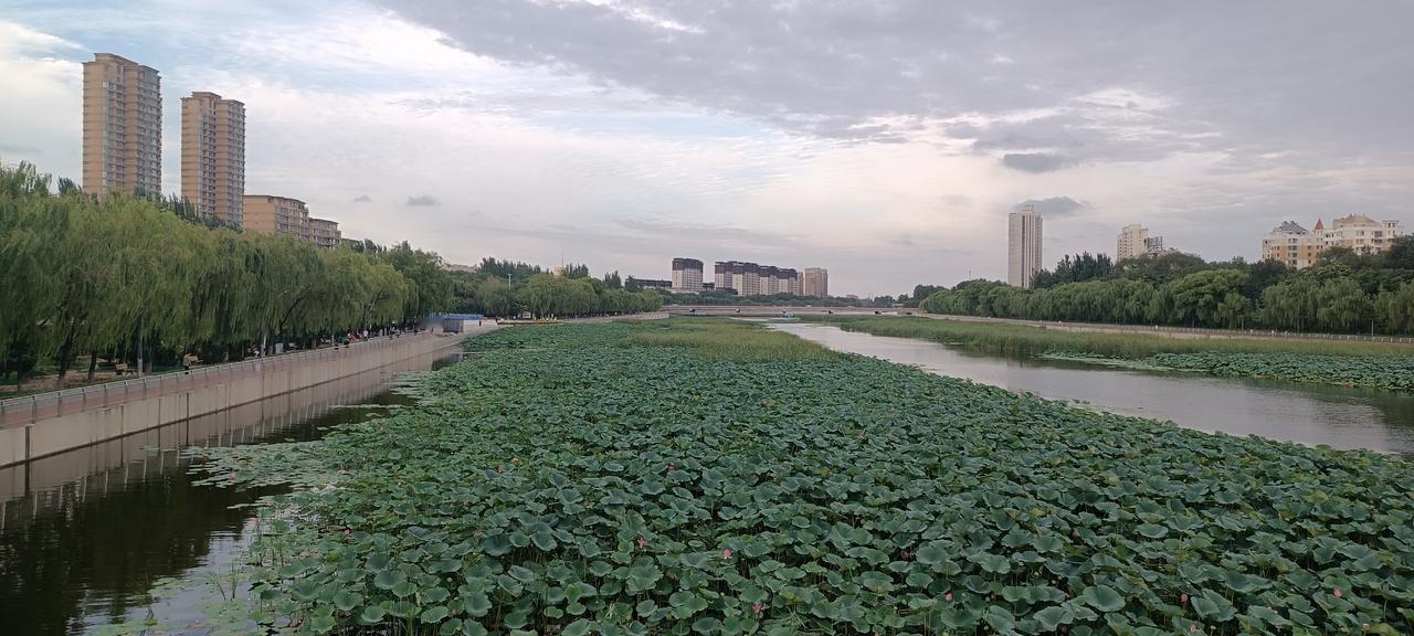 你表哥做得对，真是个大孝子，与其给你大姨做手术，浑身插满管子，之后放化疗，那就是