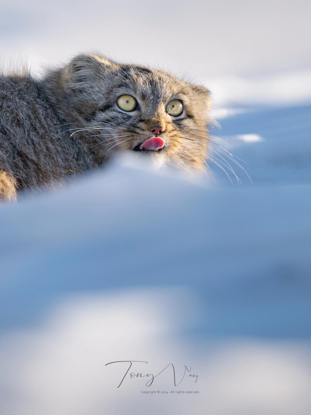 兔年的最后一天，来看看兔狲的小粉舌头👅吧！