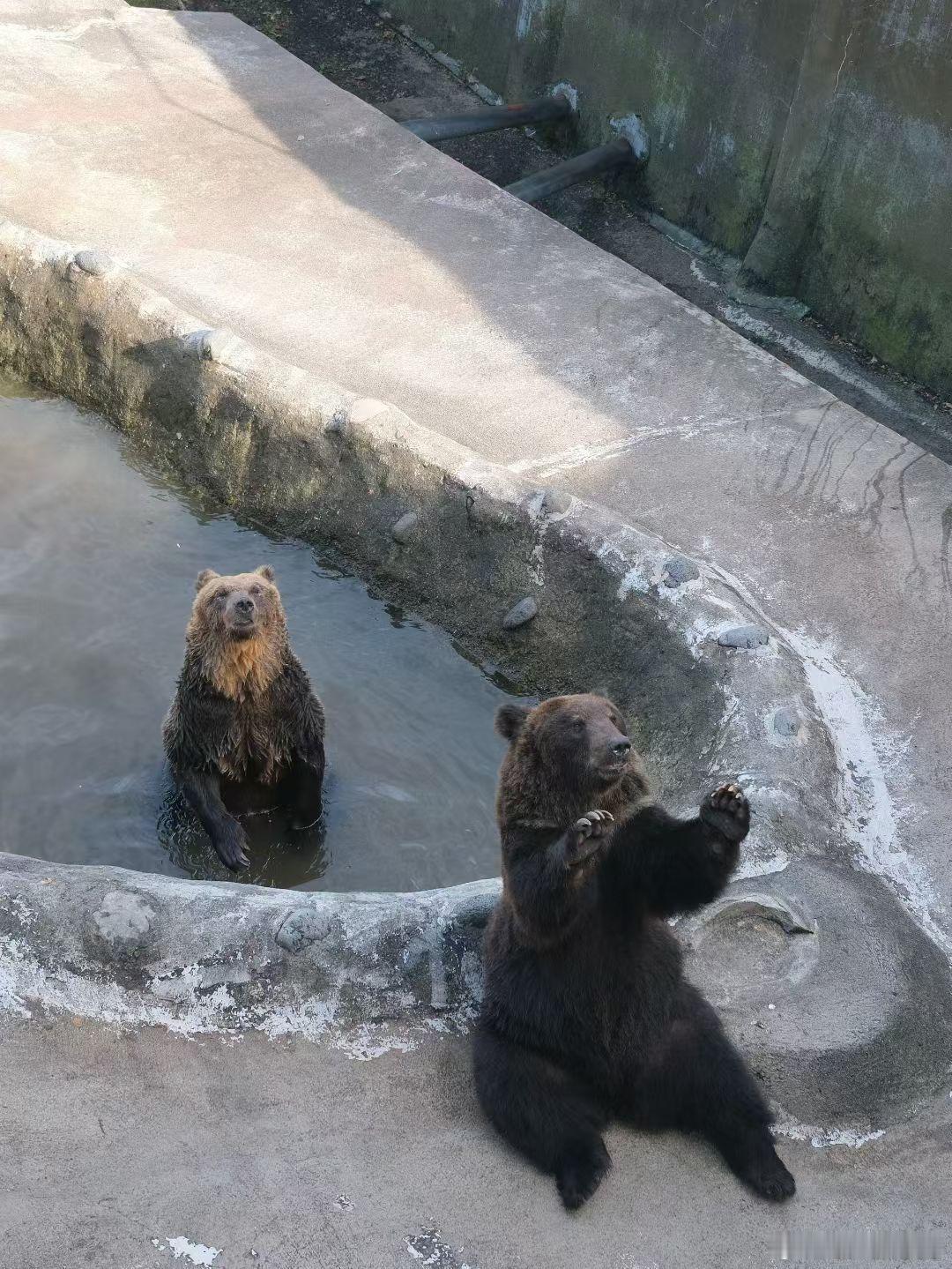 🐻  ​​​