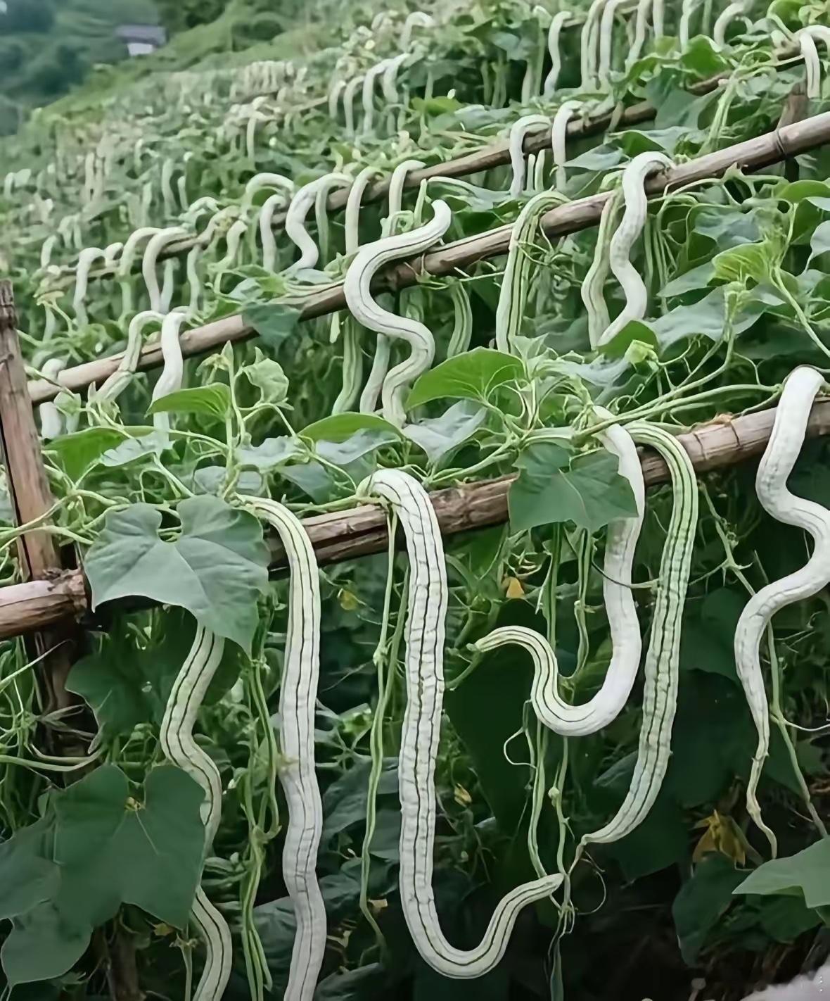 这个蛇瓜太恐怖了，吓人 