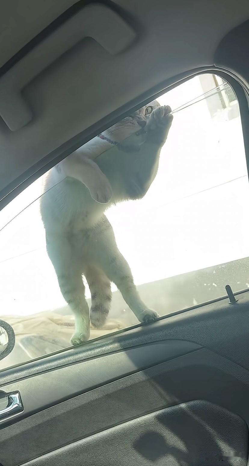 被一只邪恶小猫拦路抢劫了！今天搭朋友的车回家，刚上车，一只银渐层“嗖”一下就空降