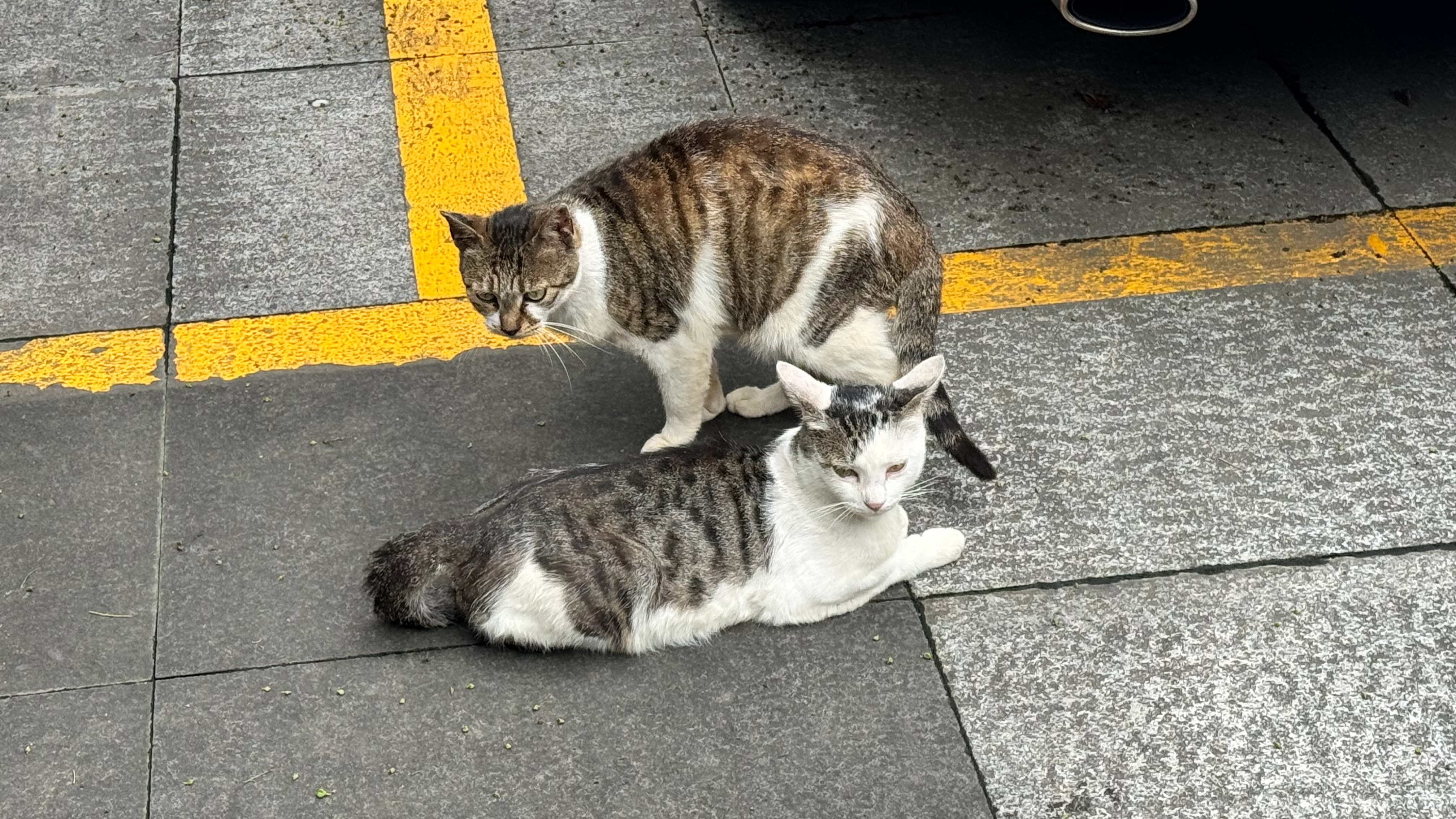 休闲的两只咪🐈🐈⬛ 
