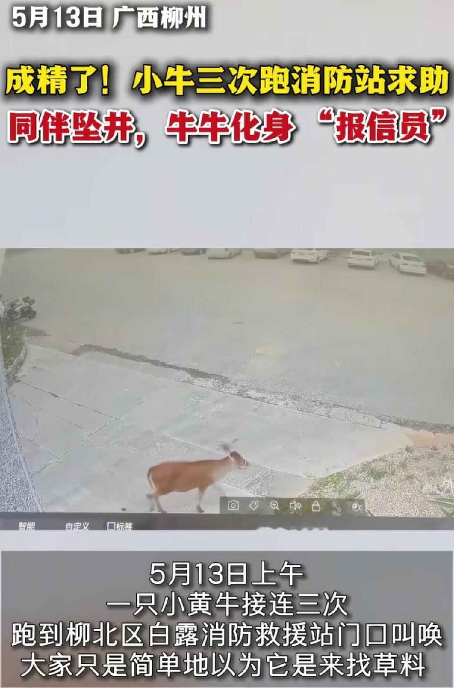 万万没想到！广西柳州，一头小黄牛3次跑到消防站叫唤，竟然是为了让消防员去帮它救坠