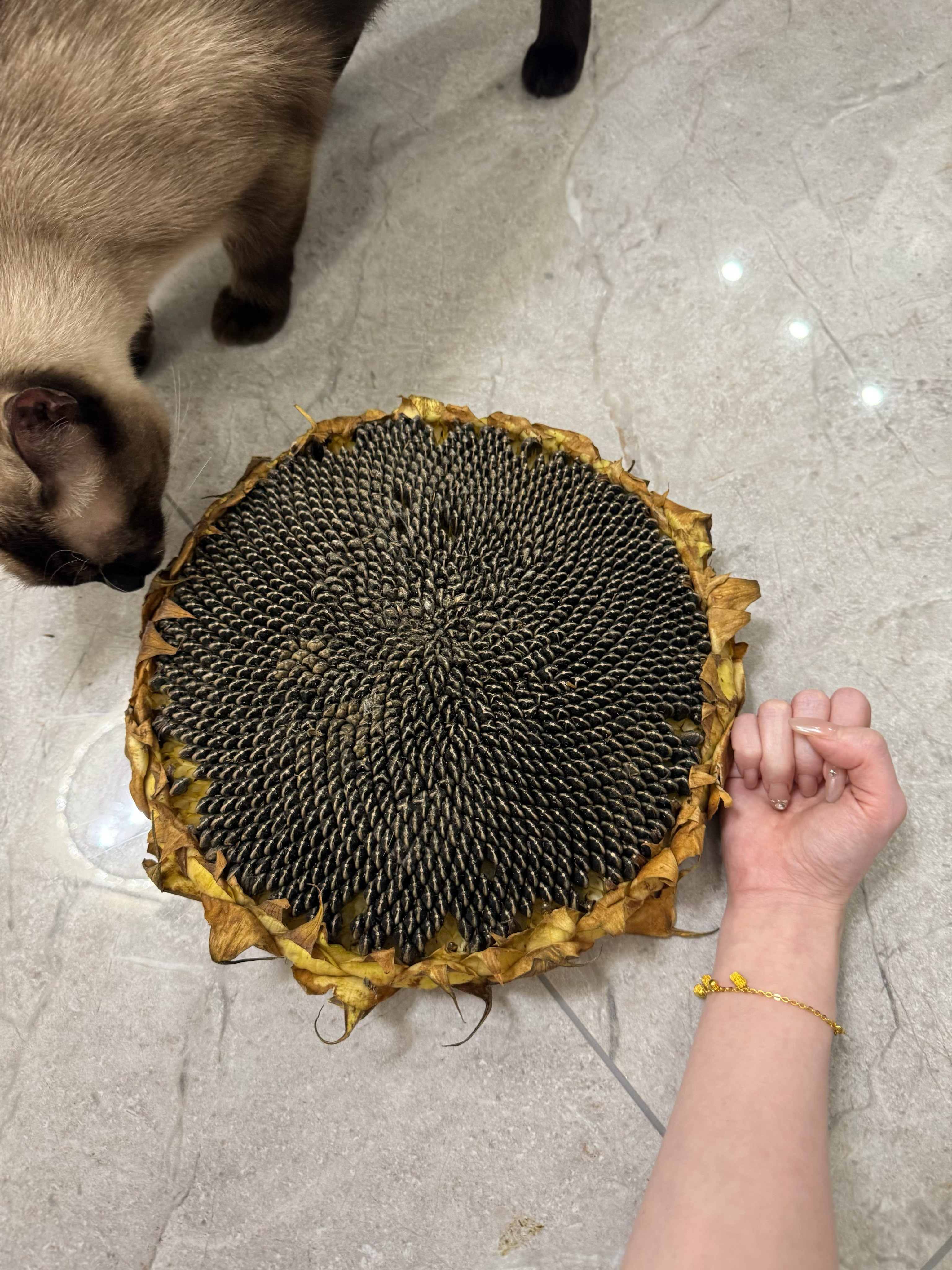 我真服了大数据精准识别我了，看个ai小短剧我买了一朵瓜子，还是一盘瓜子，这怎么形