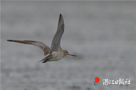 不吃不喝飞行11天，跨越13560公里，比轰炸机还能飞！这种鸟怎么做到的？原来，