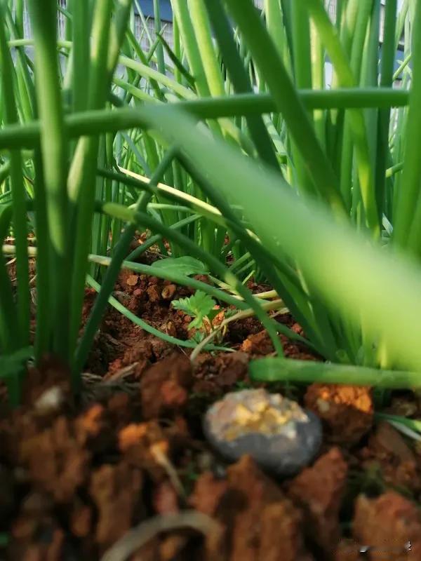 在雨中
我在菜畦里拔草
并把十几斤的葱秧子
栽进了沙土里
身上衣服虽然淋湿了
但