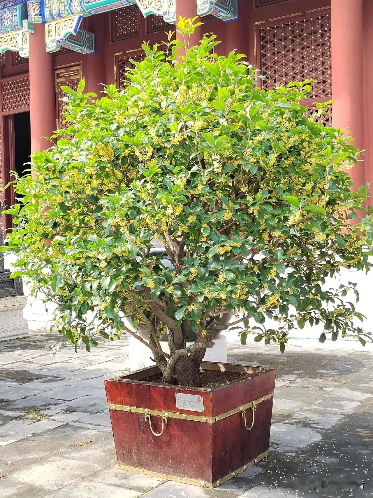 #记录我的9月生活#桂花盛开的时节，一进颐和园东宫门就闻到一股甜甜的香气，从门囗