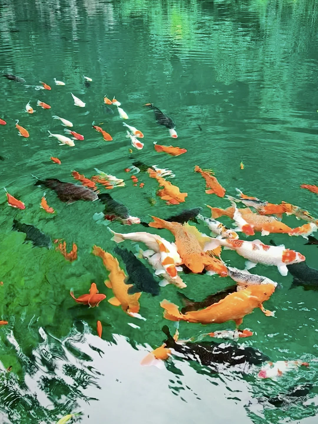 我拍到了传说中的🐟锦鲤送福㊗️🧧