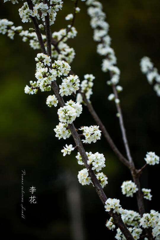 李花｜Prunus salicina Lindl.