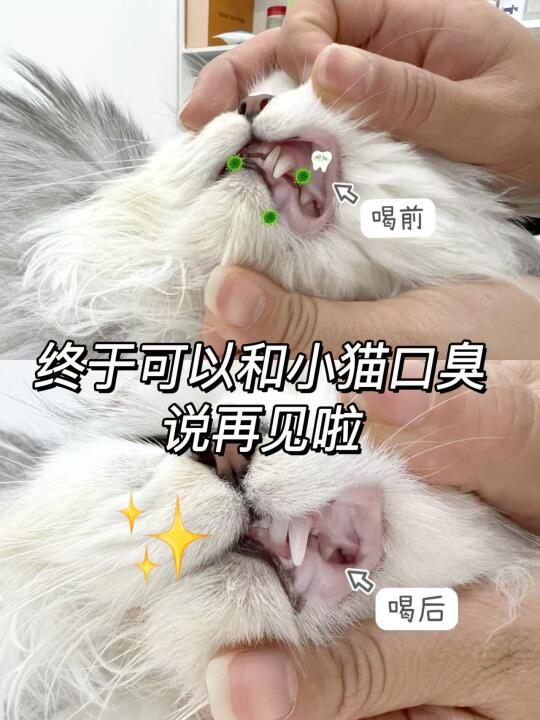 omg！小猫口臭真的有jiu了‼️