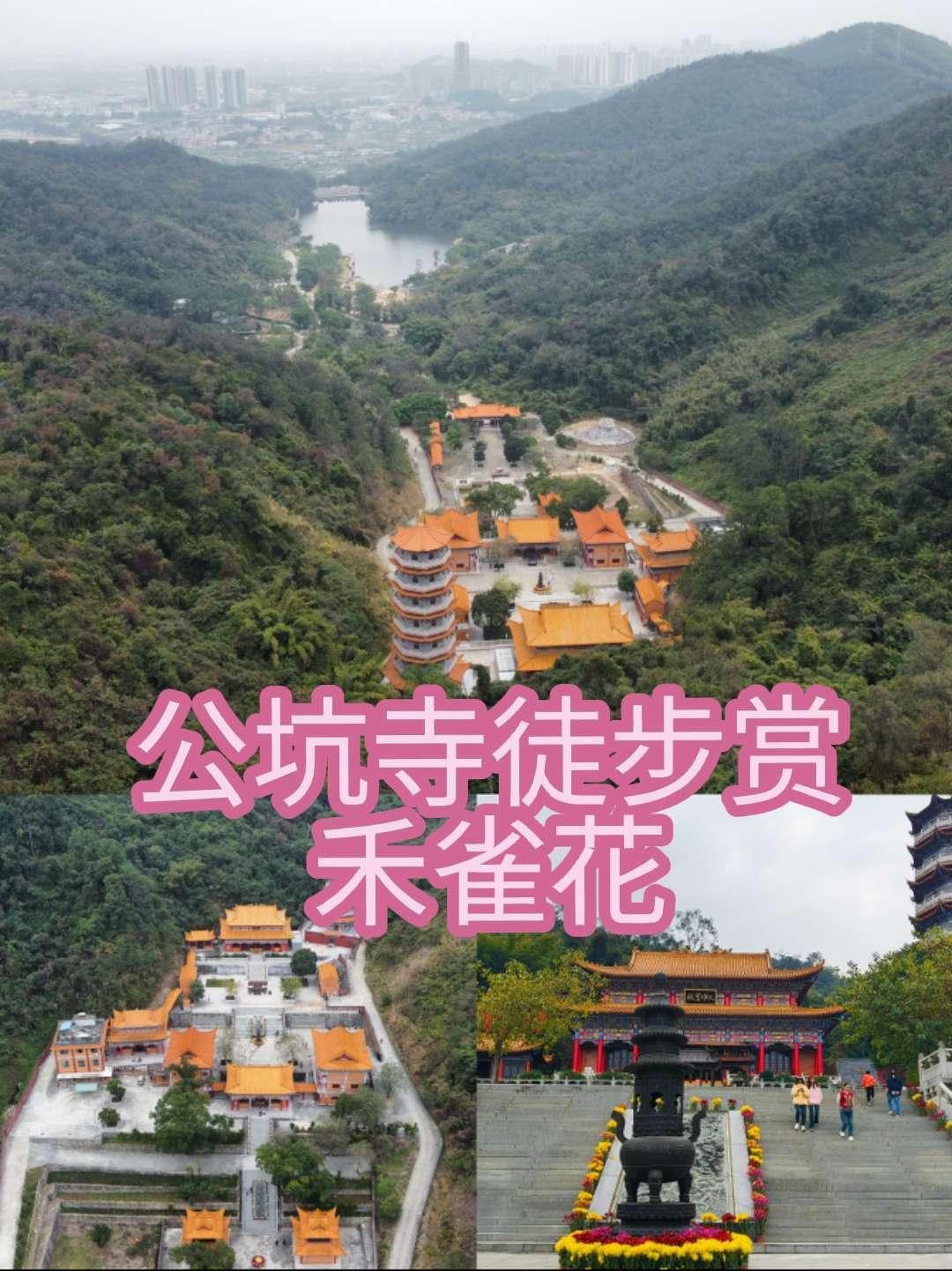 ⭐️地点：江门棠下公坑寺。
⭐️亮点特色：春天山上开着禾雀花，可以徒步到山顶，一
