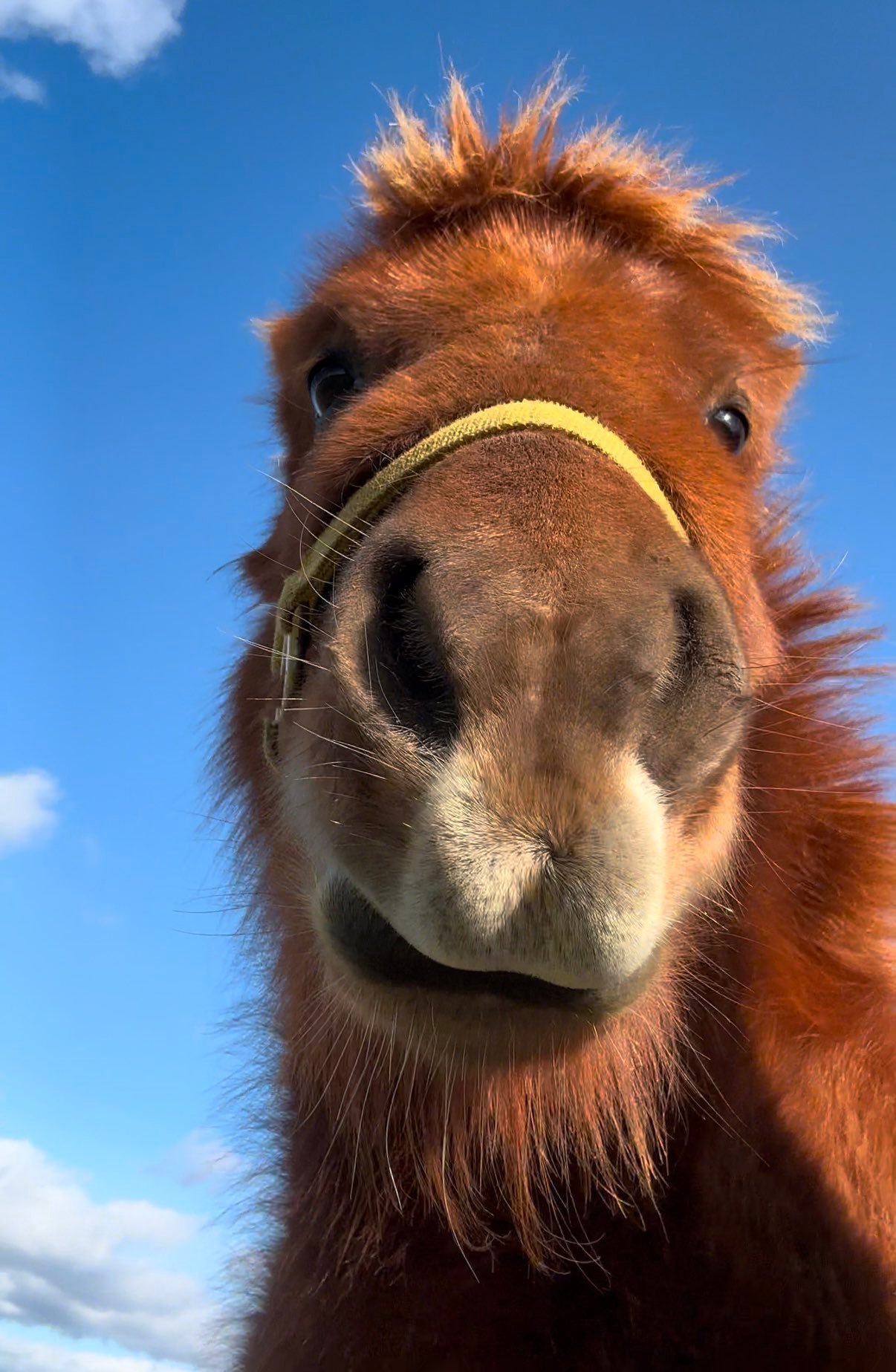 虽然有的马站着睡觉，但是马儿在极度放松的情况下~~是喜欢躺在地上睡觉的【推：__