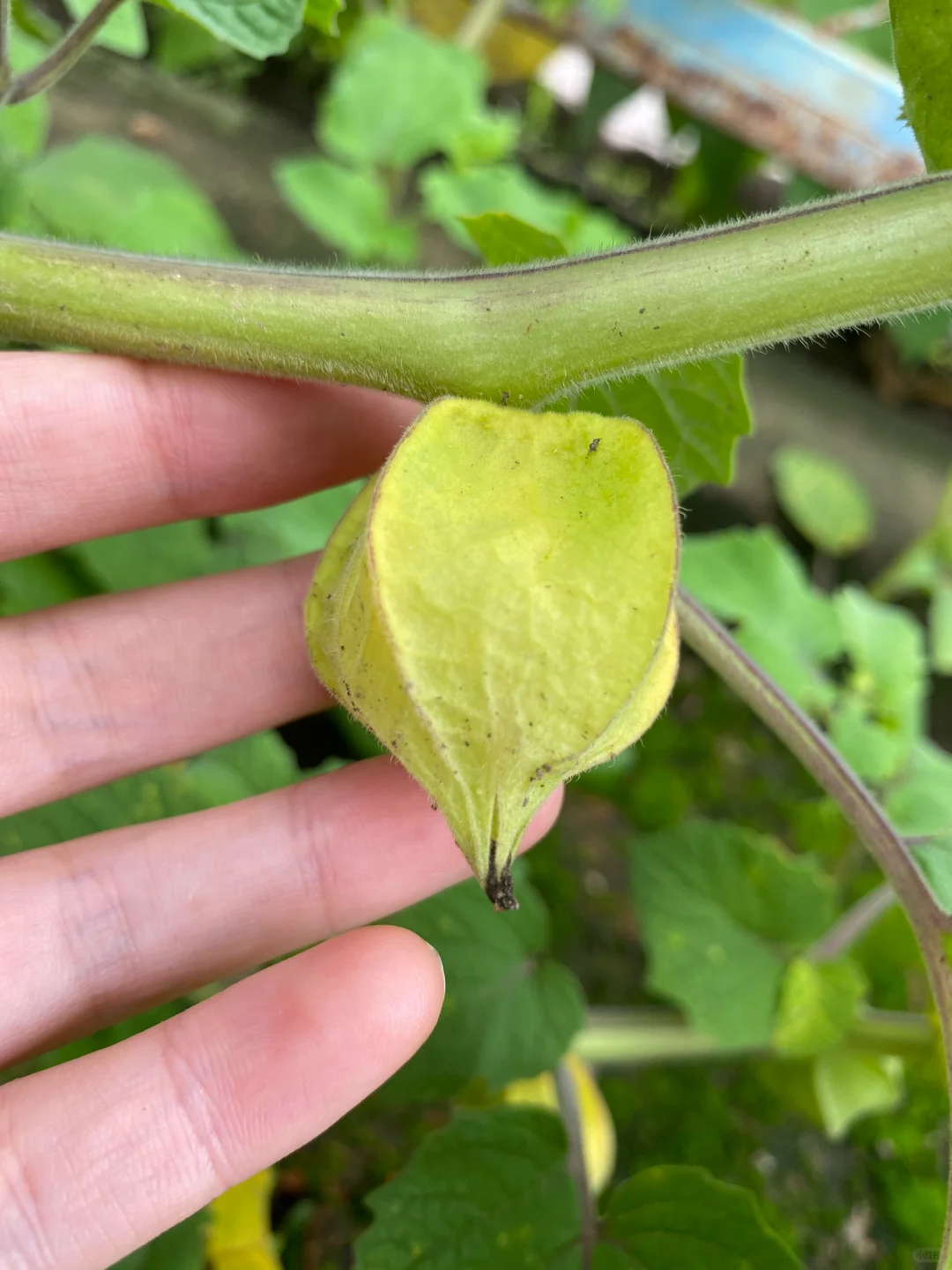 这个野果子有认识的吗？！