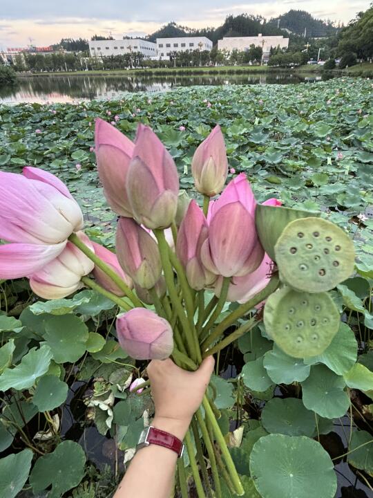 景德镇打野 实现荷花莲蓬自由