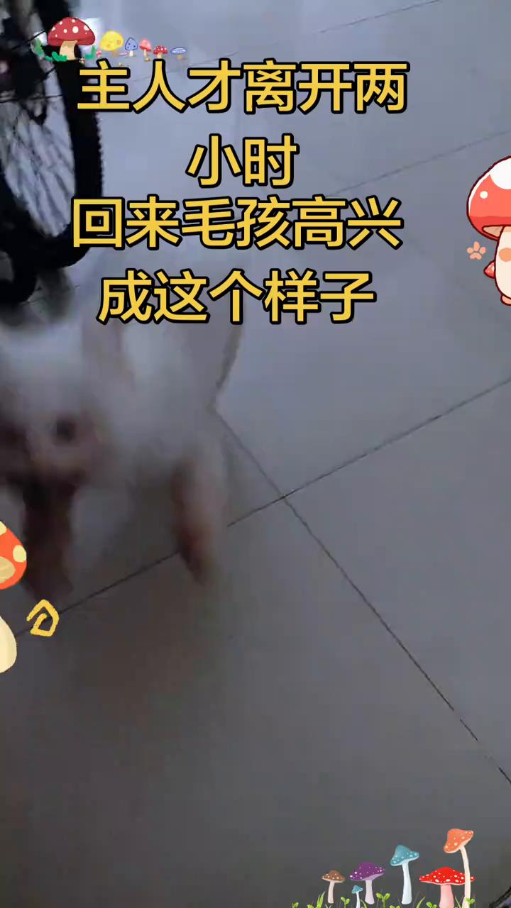 主人才离开两小时，回来毛孩高兴成这个样子。