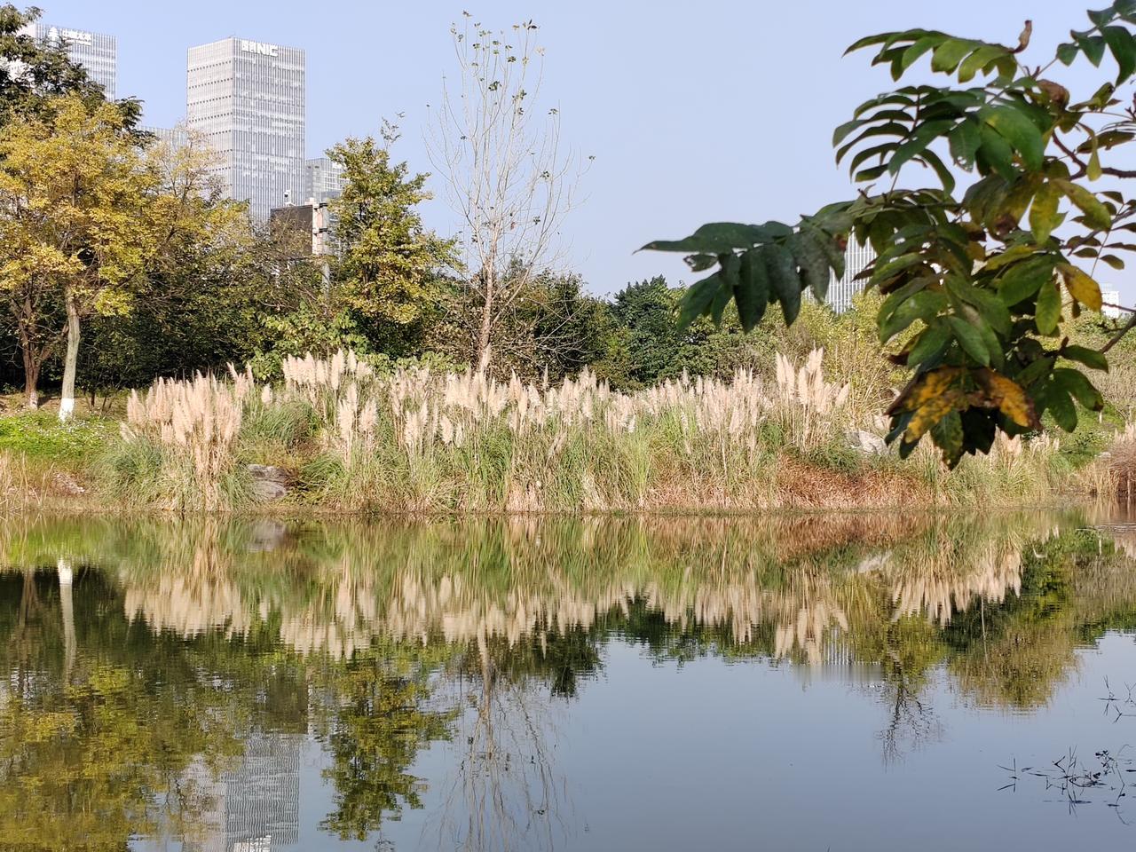 冬日生活打卡季 城市绿洲，静谧湖畔，自然与现代交融。