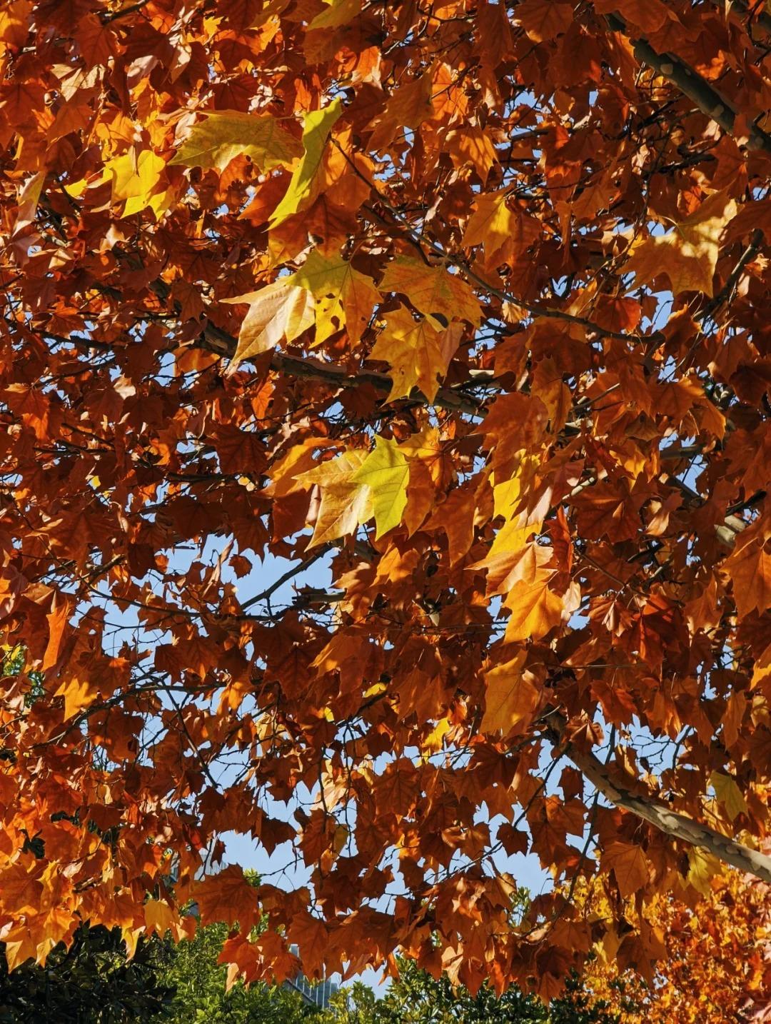 晨露吻过梧桐梢，一片金箔悄然坠落。它穿过光的棱镜，轻盈如起舞的蝴蝶，在风里写下秋