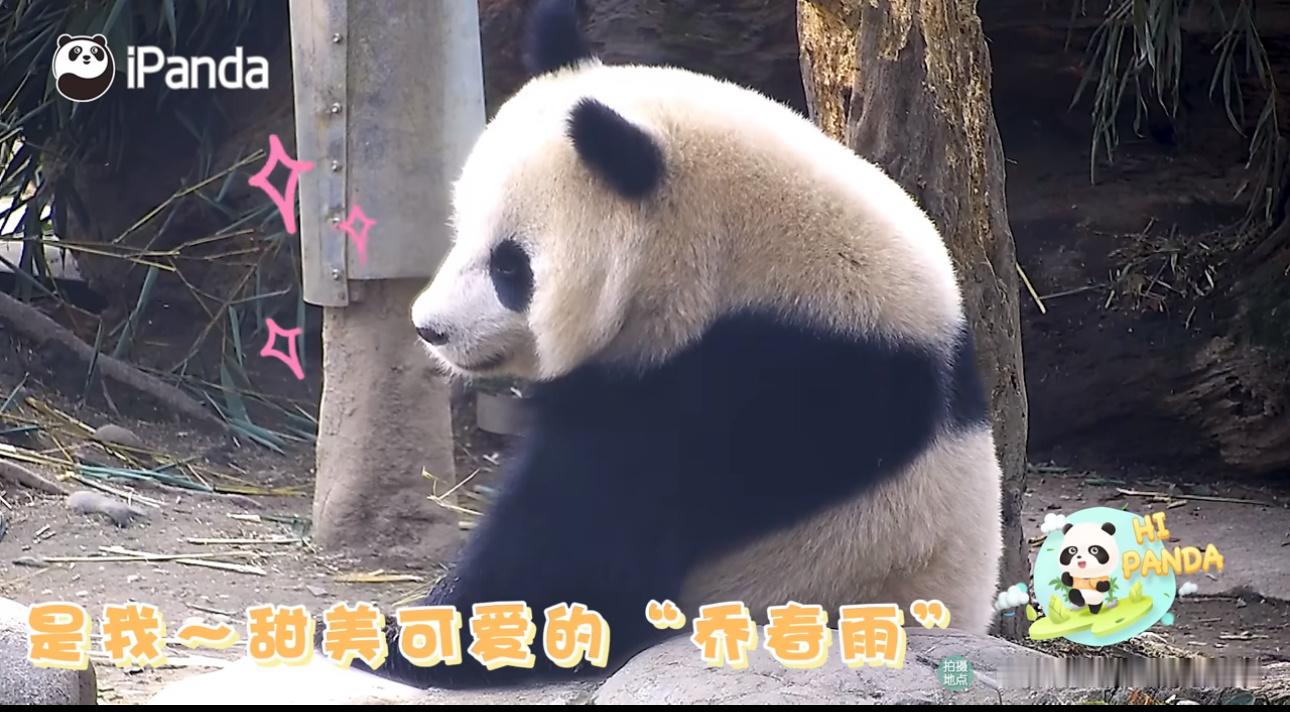 熊猫回眸杀迷倒一片两脚兽 美熊小八这一个回头，发出来bling bling的BG