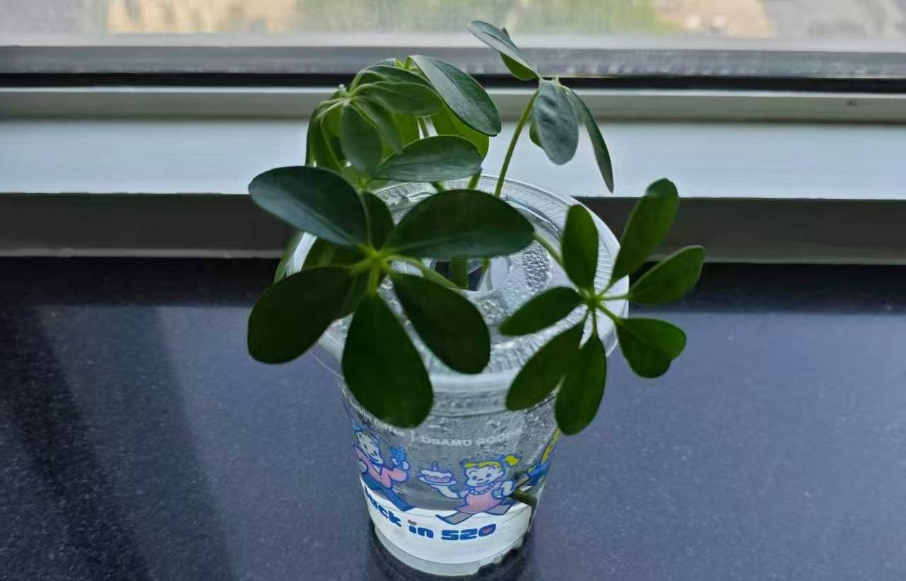 昨晚下雨没走与同事小酌，同事老哥备菜我备酒，其实挺好的，既加深了感情又联系了工作