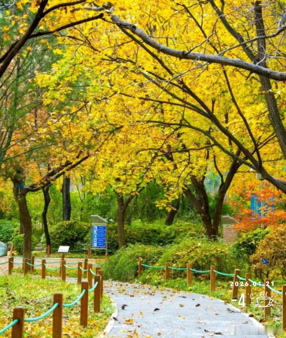 早安         邻边城市大雪，顺便飘了些来苏，落地就化。今天又是艳阳天，真