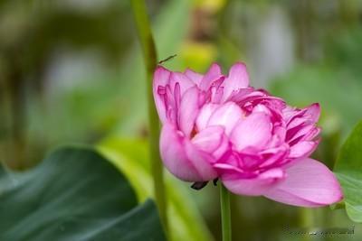 三水荷花世界堪称荷花的王国，园内荟萃了全球近500个珍稀荷花品种。盛夏时节，数十
