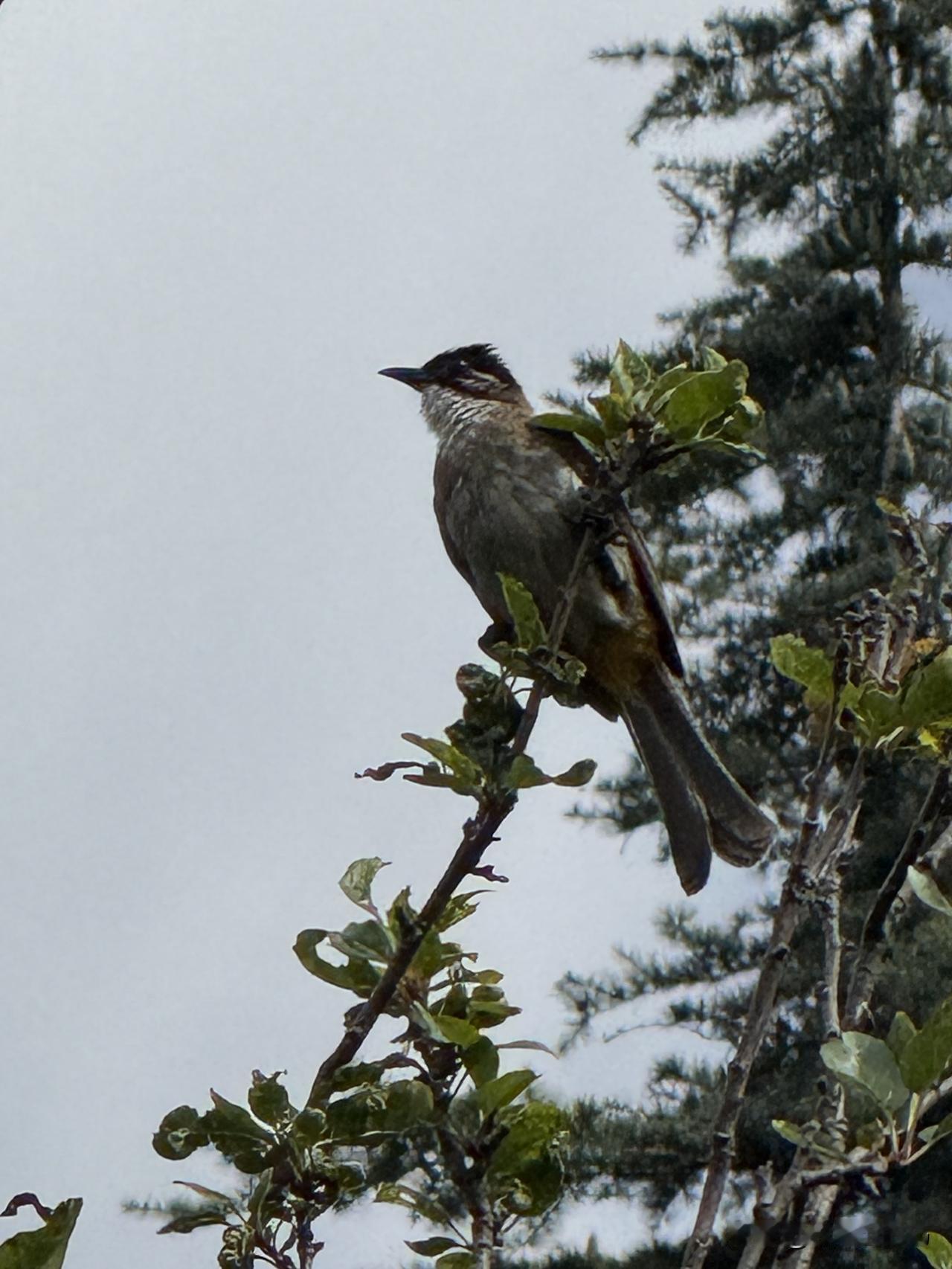 晒图笔记大赛花花草草。