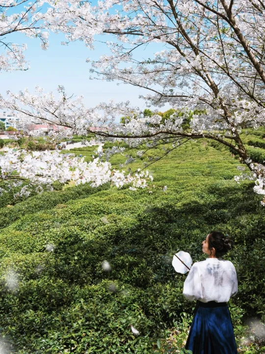 不愧是杭州❗️茶园樱花绝了🌸附免费攻略地图