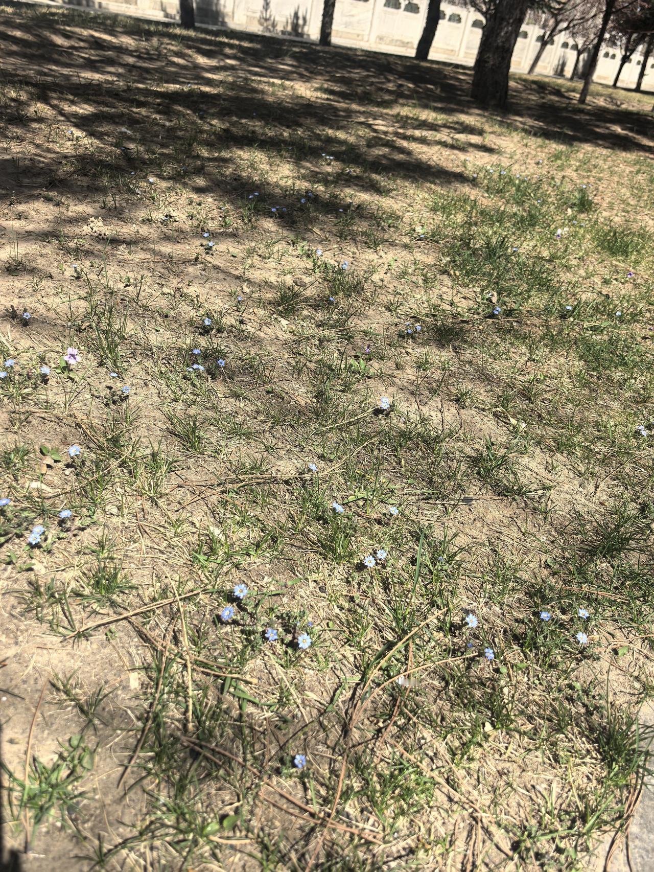 野花闲处开，春意满人间。