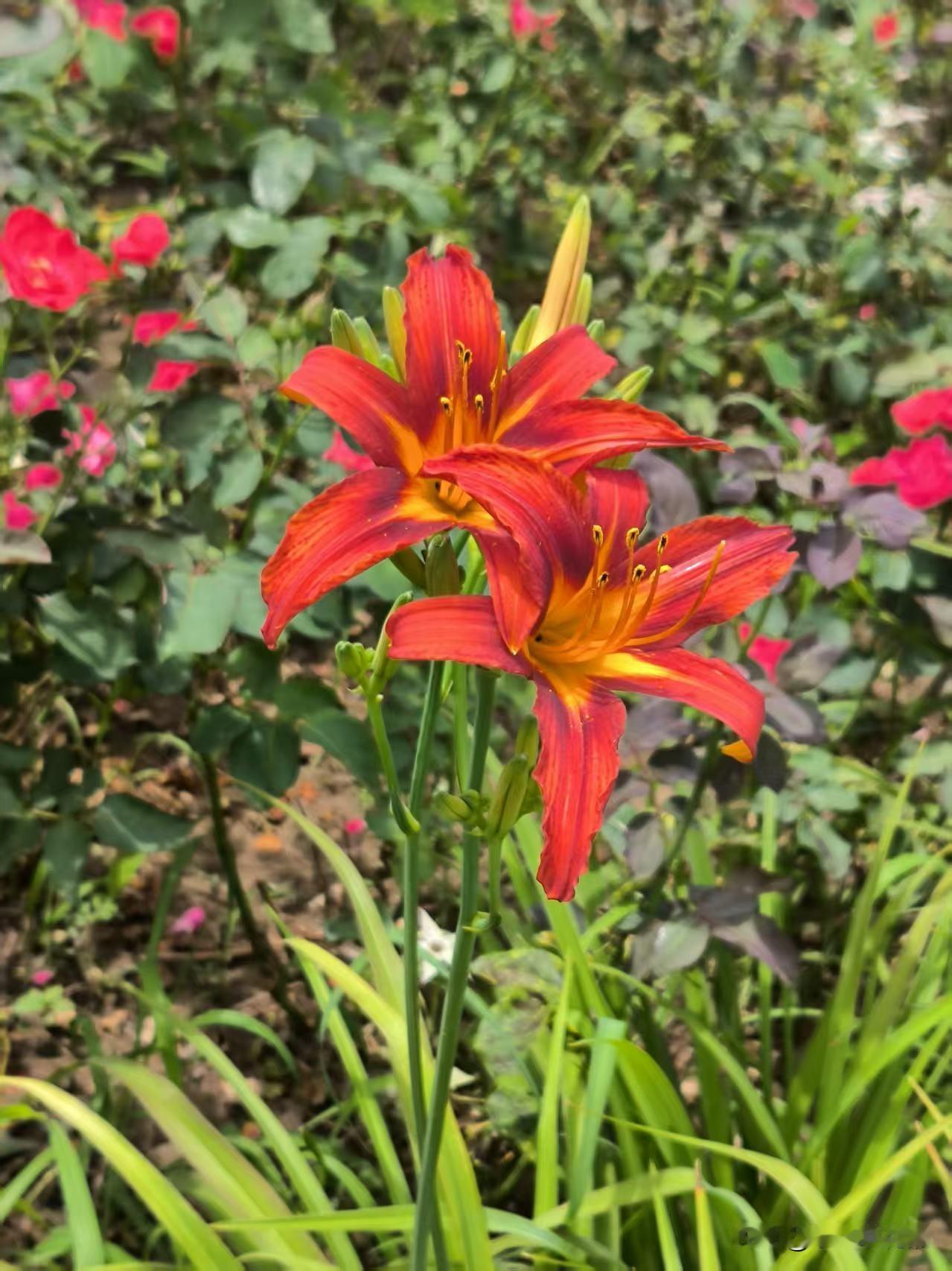 在国展码头拍到的两种萱草花。萱草花的品种很多，有金黄色，浅黄色和桔红色，花的形状