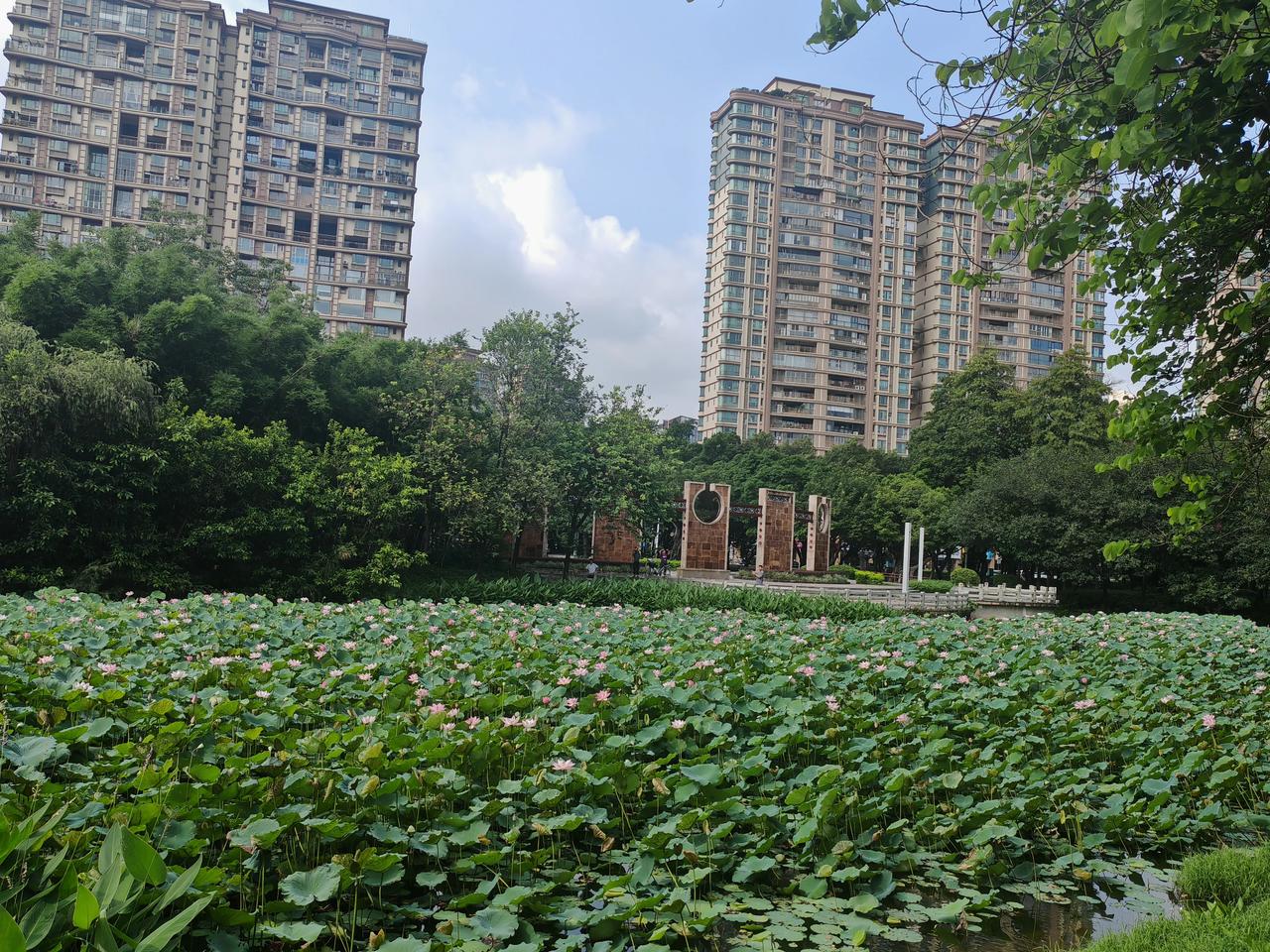偏爱荷花清雅暗香随风漫溢，它自淤泥中破土生长，却洁净素雅不染尘垢，一身清骨守得纯
