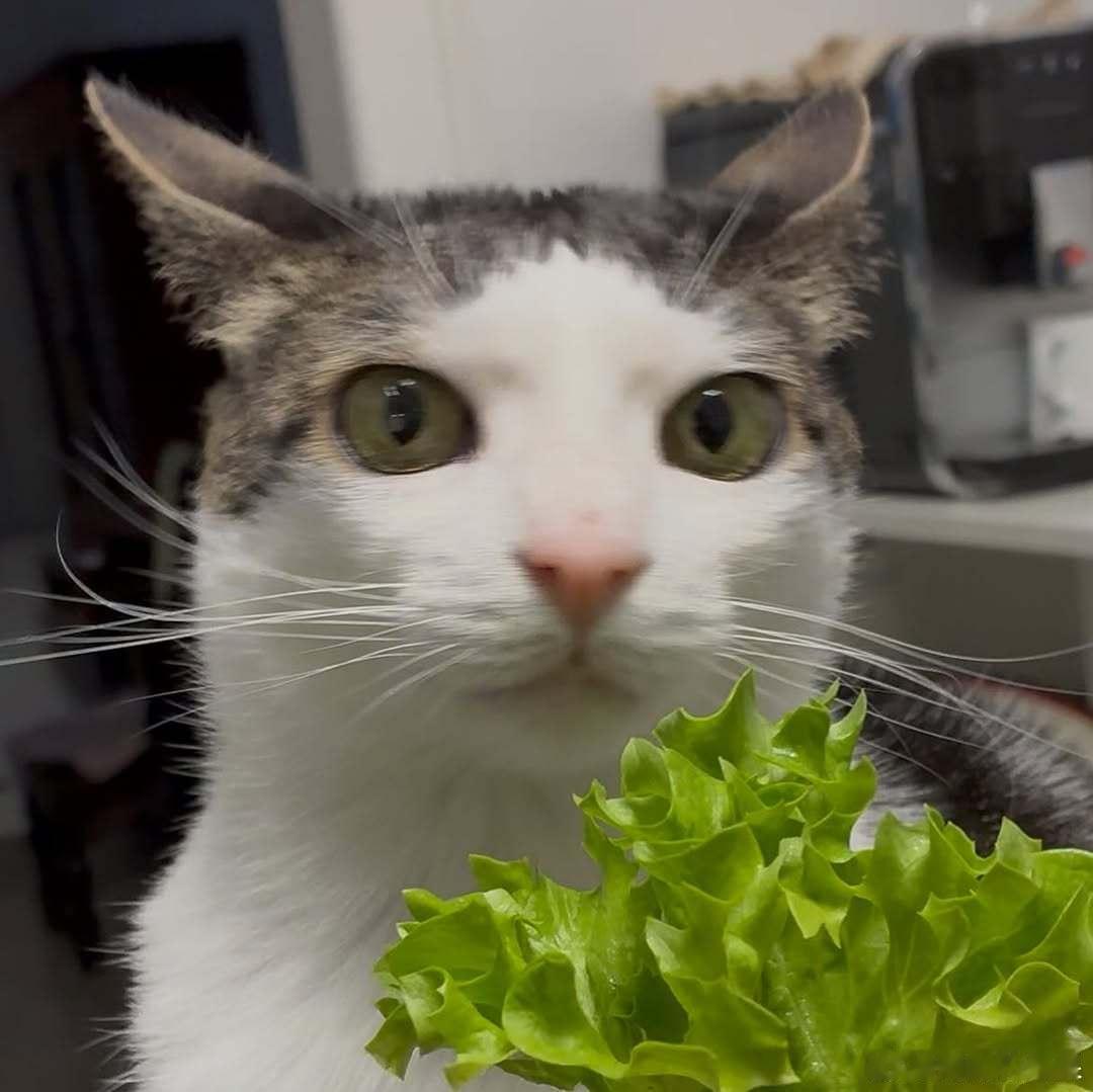 猫吃播女明星炫个菜🥬cr：monkeycatluna ​​​