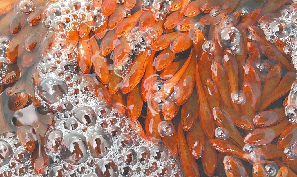 每年暑假是日月潭鱼虎繁殖季,南投县政府自2020年起实施电捞移除,曾连续3年破万