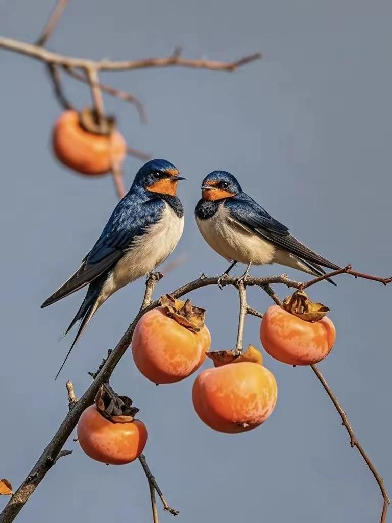 怎么拍摄最美的秋景