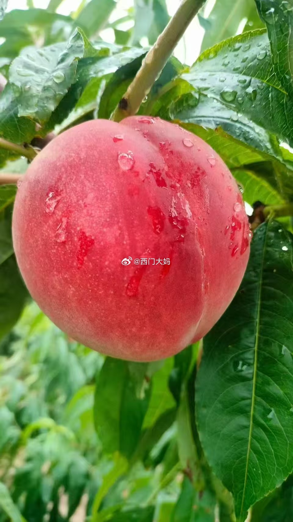 水果靠天吃饭，这话真不是说着玩的。蒙阴的桃子出了名的好吃，但今年到了中后期雨水特