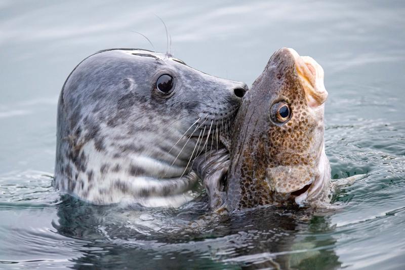 想补充蛋白质，选鱼就对了。蛋白含量高的鱼里，鲅鱼排第一，它肉质紧实，蛋白质高质量